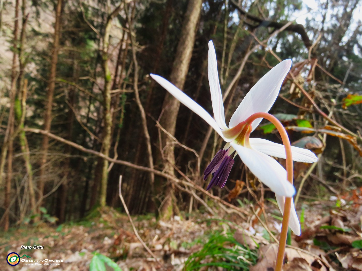 32 Dens canis- Dente di cane.JPG